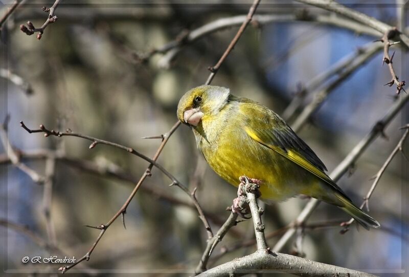 European Greenfinch