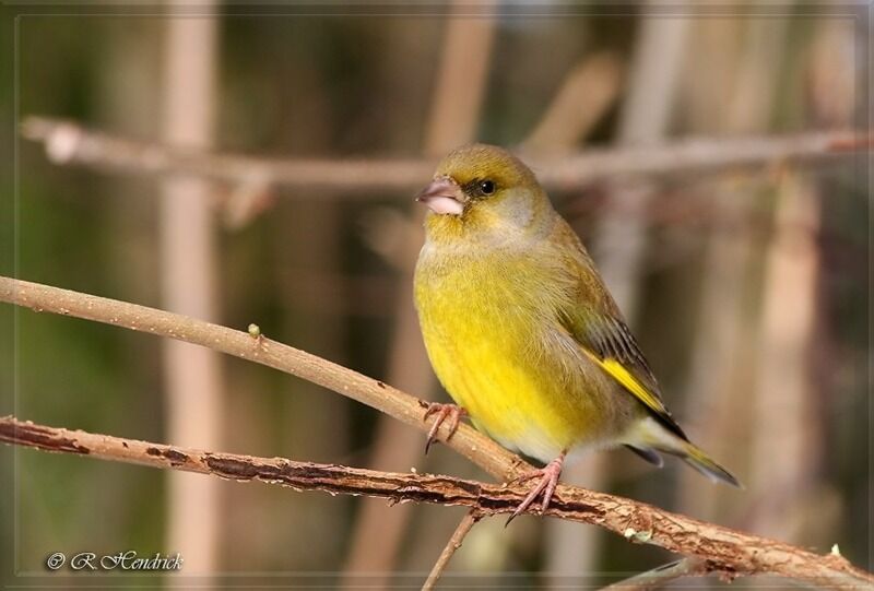 European Greenfinch