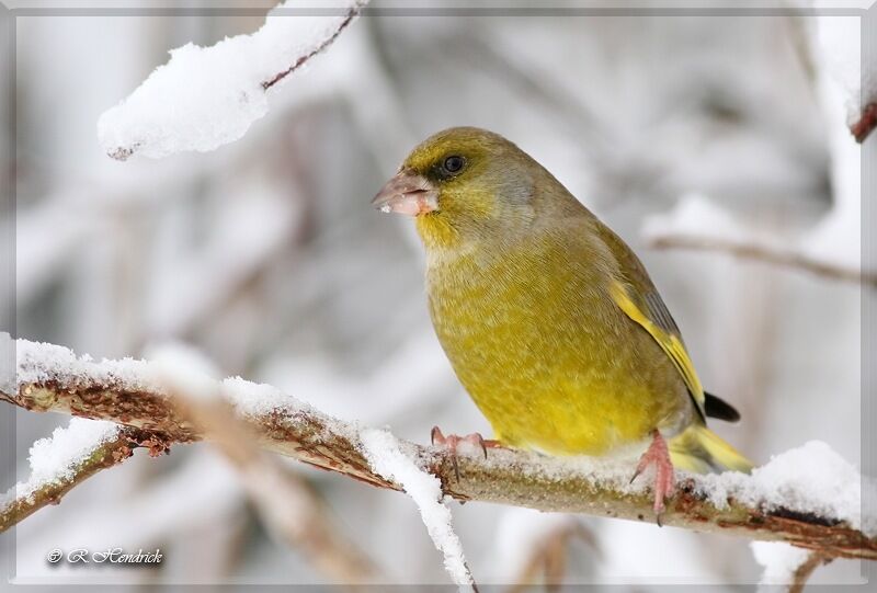 European Greenfinch