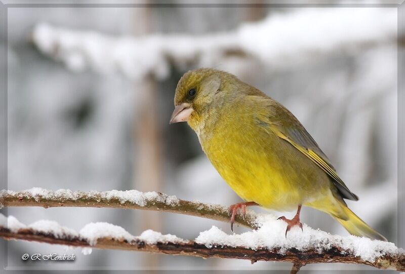 European Greenfinch