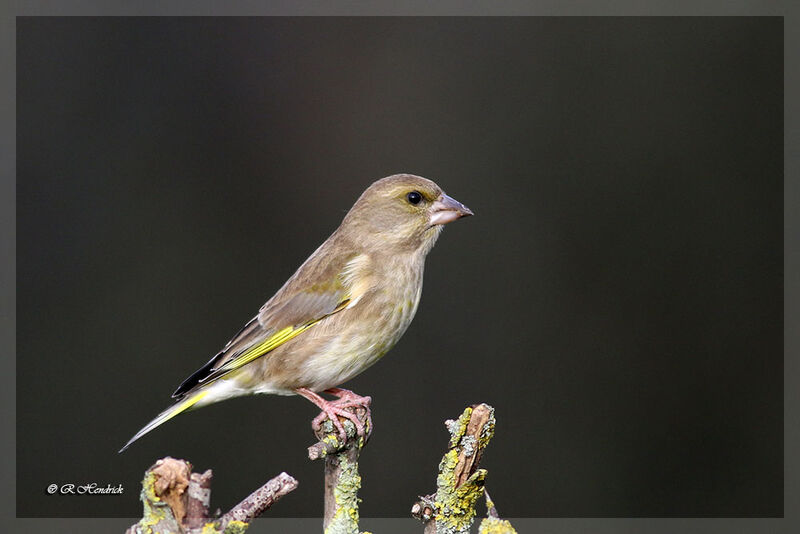 European Greenfinch