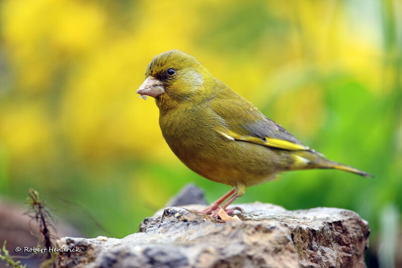 European Greenfinch