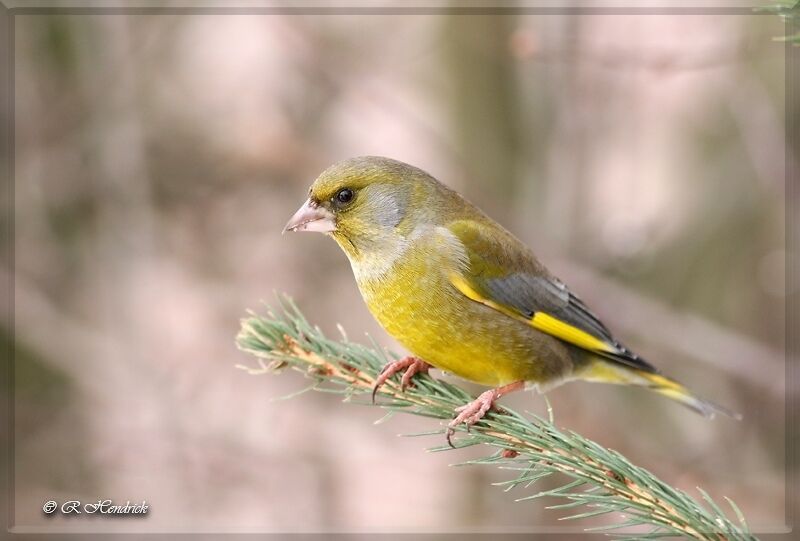 European Greenfinch, identification