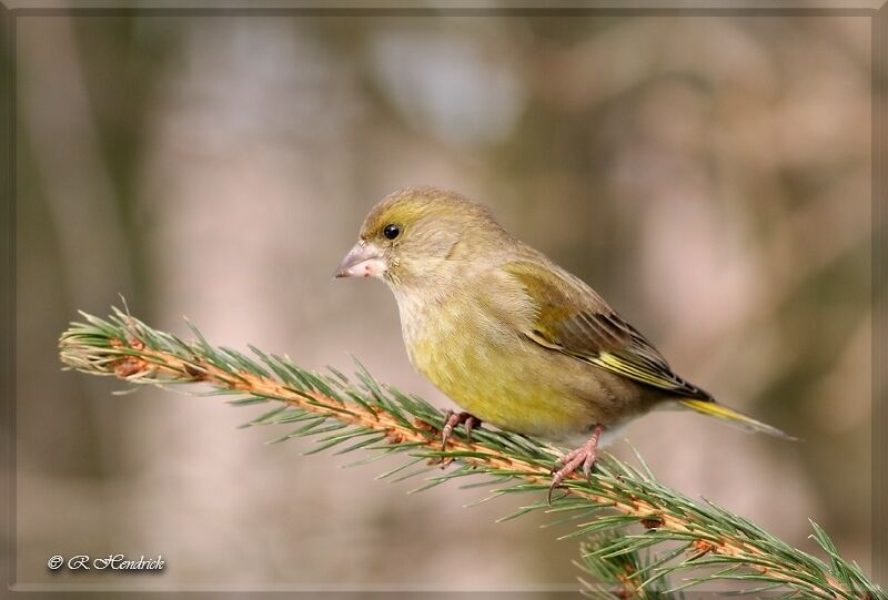 European Greenfinch