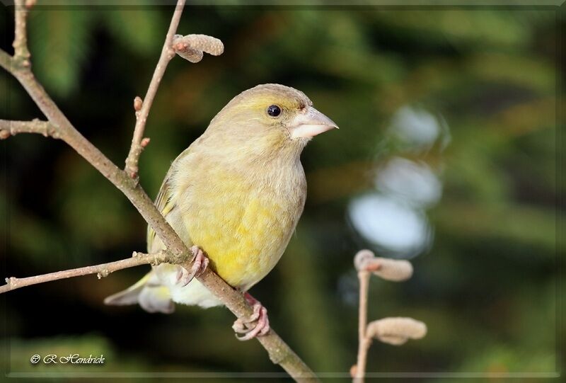 European Greenfinch