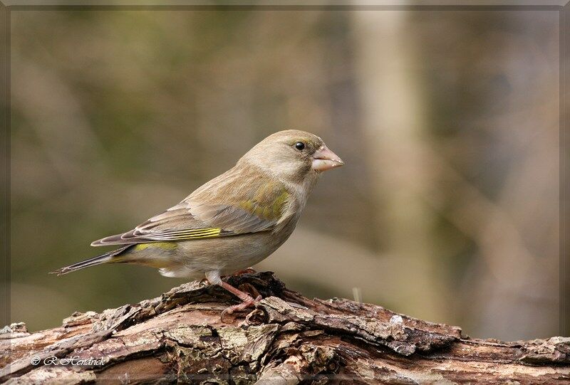 European Greenfinch