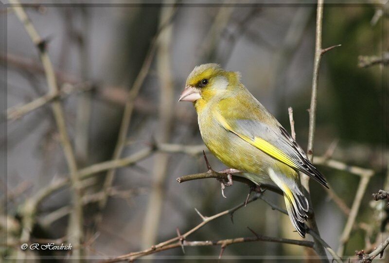 European Greenfinch