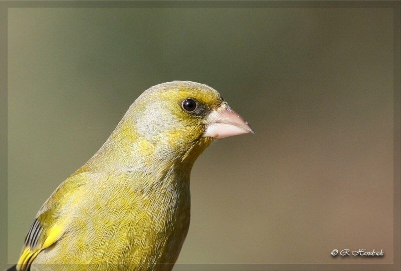 European Greenfinch