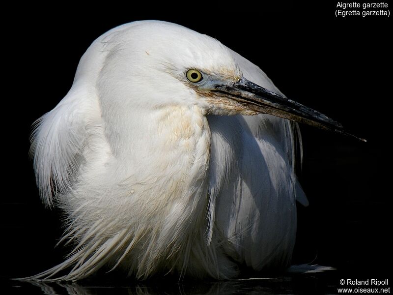 Little Egretadult