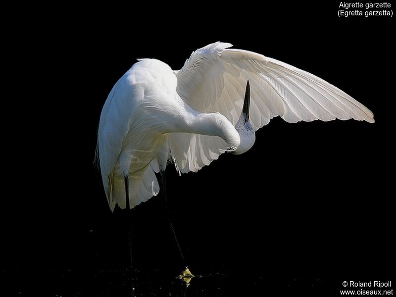 Aigrette garzetteadulte