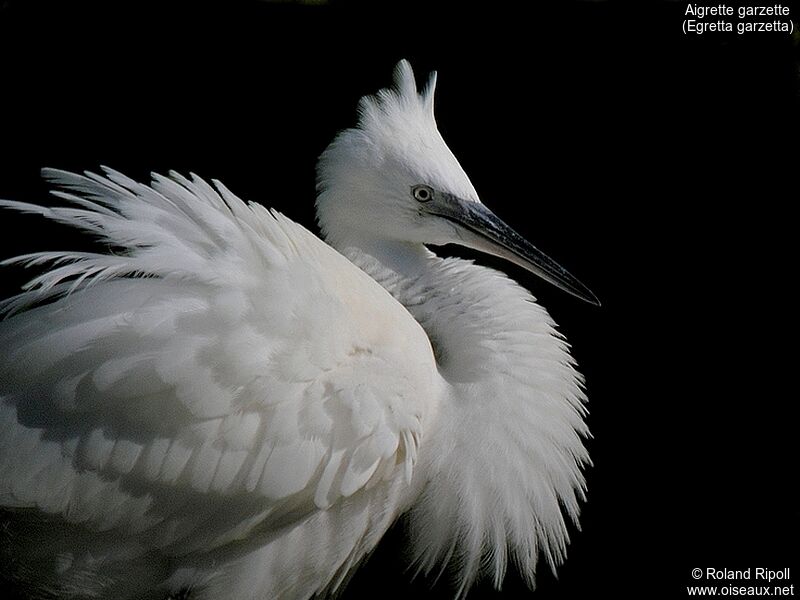 Little Egretadult