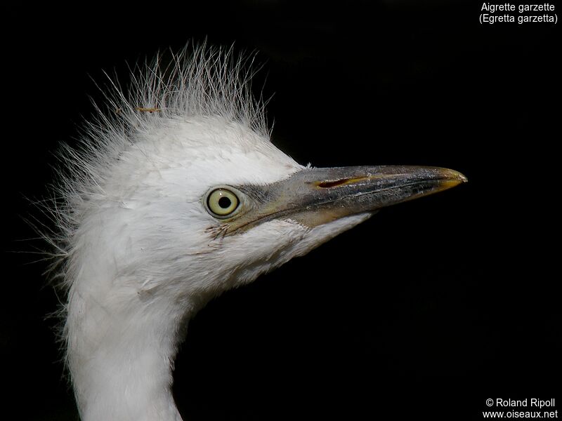 Aigrette garzettejuvénile