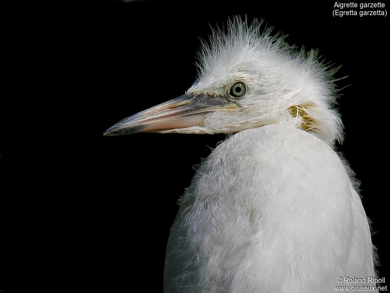 Aigrette garzettejuvénile