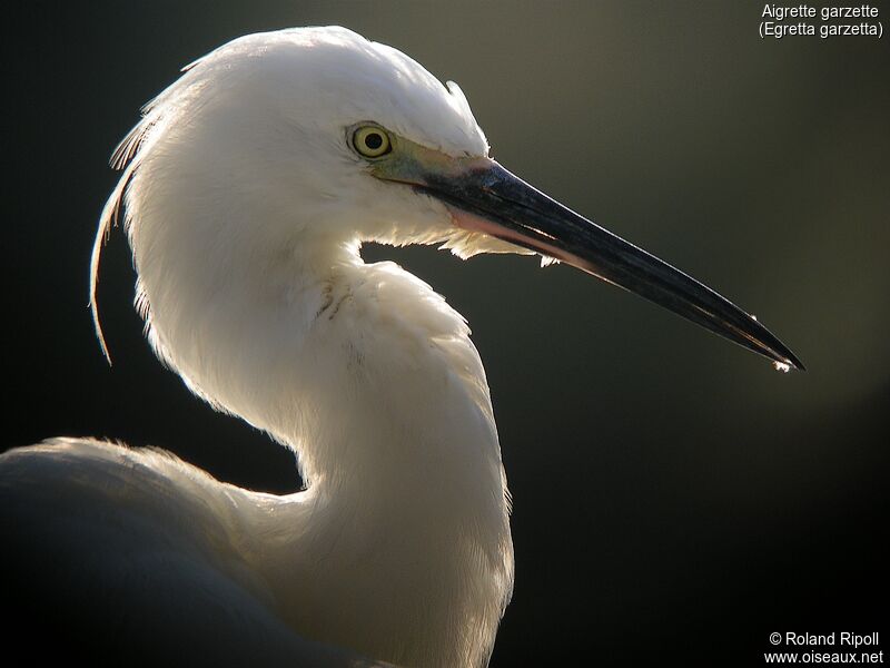 Aigrette garzetteadulte