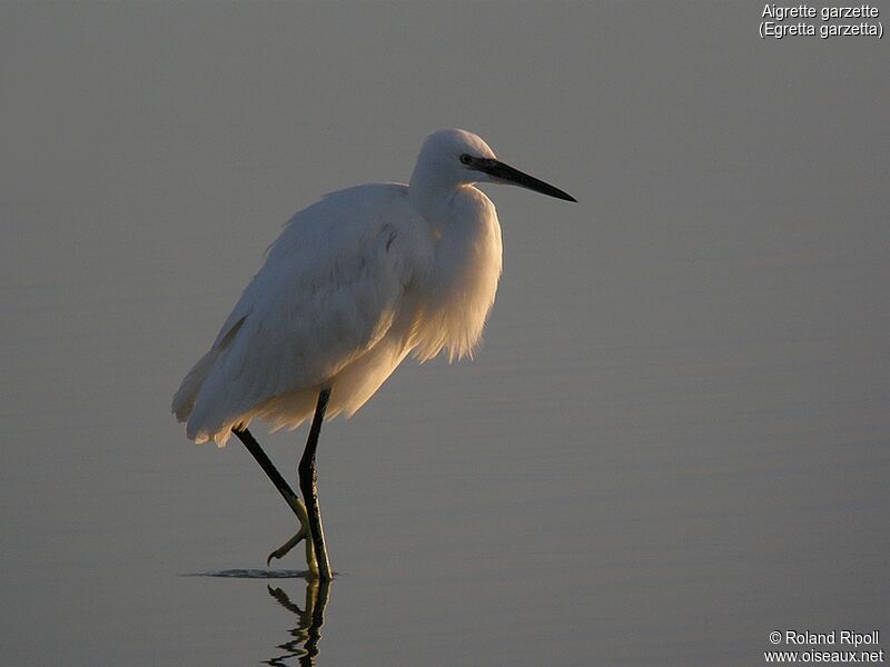 Aigrette garzetteadulte