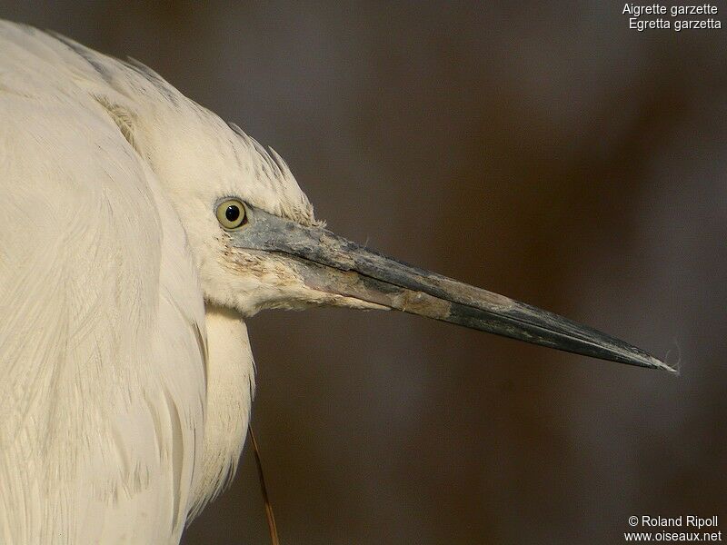 Aigrette garzetteadulte internuptial