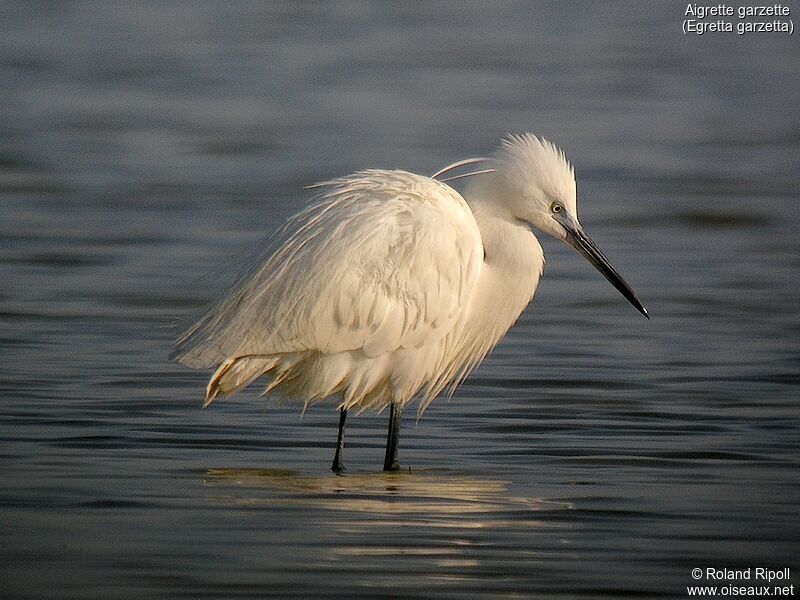 Aigrette garzetteadulte