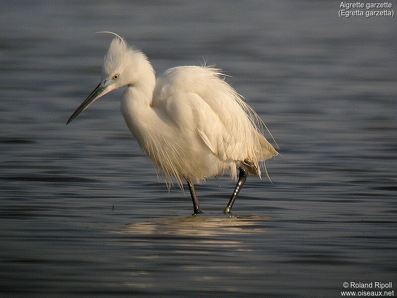 Aigrette garzetteadulte