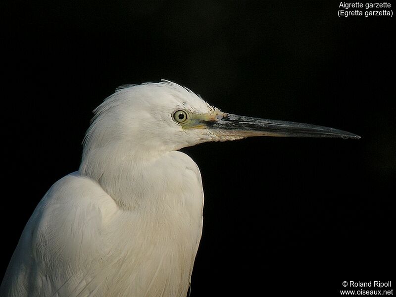 Aigrette garzetteadulte