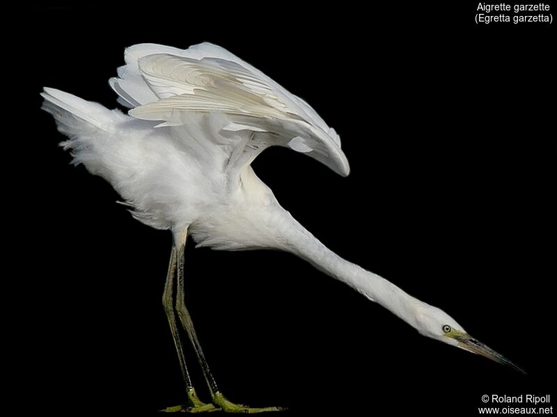 Little Egretadult