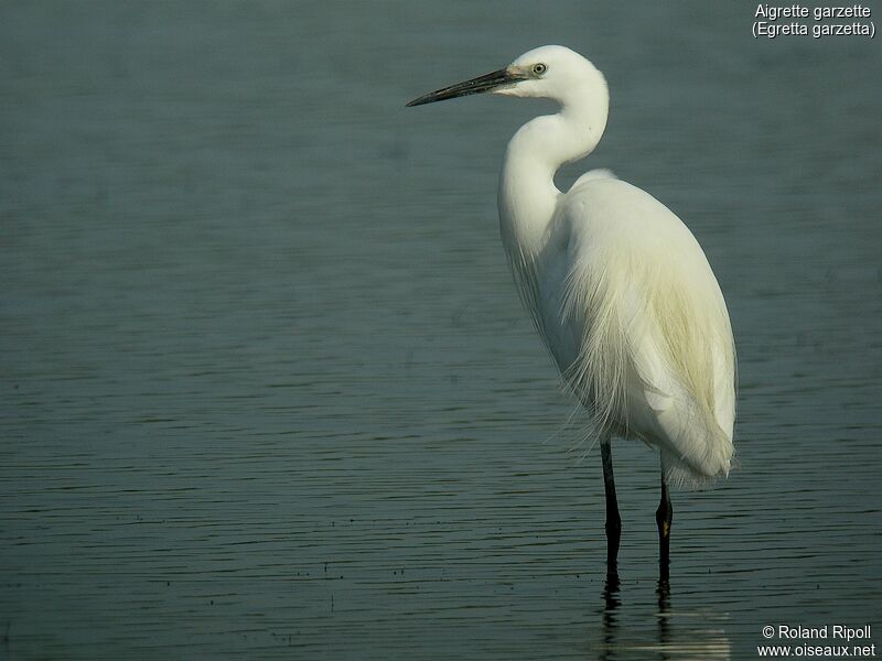 Aigrette garzetteadulte nuptial