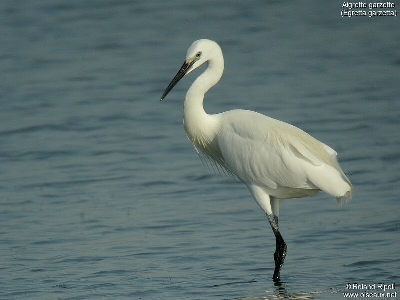 Little Egretadult breeding