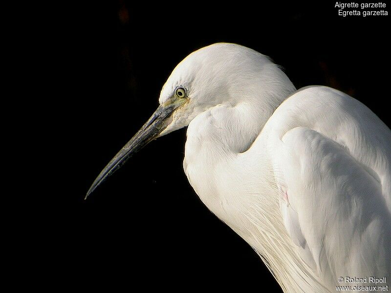 Aigrette garzetteadulte internuptial