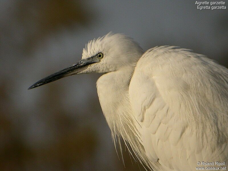 Aigrette garzetteadulte internuptial