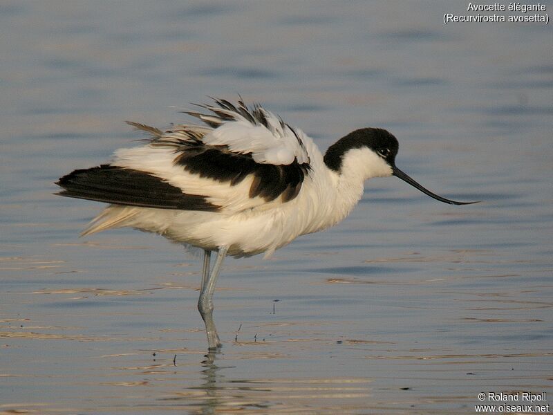 Avocette éléganteadulte nuptial