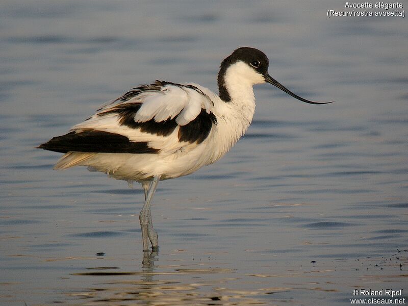 Pied Avocetadult breeding