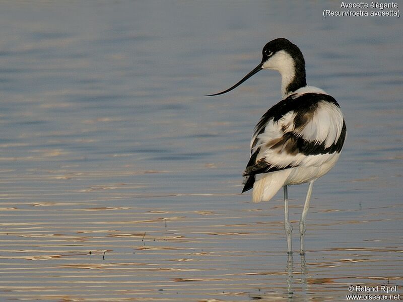 Avocette éléganteadulte nuptial