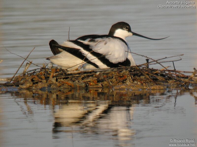 Pied Avocetadult post breeding