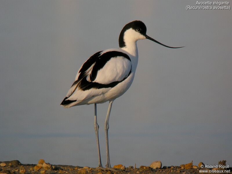 Avocette éléganteadulte nuptial