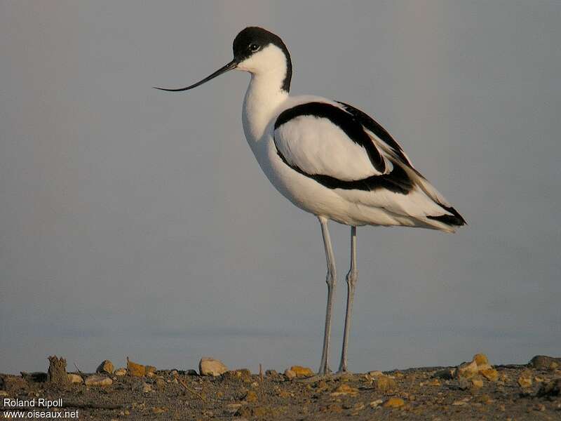 Pied Avocetadult breeding