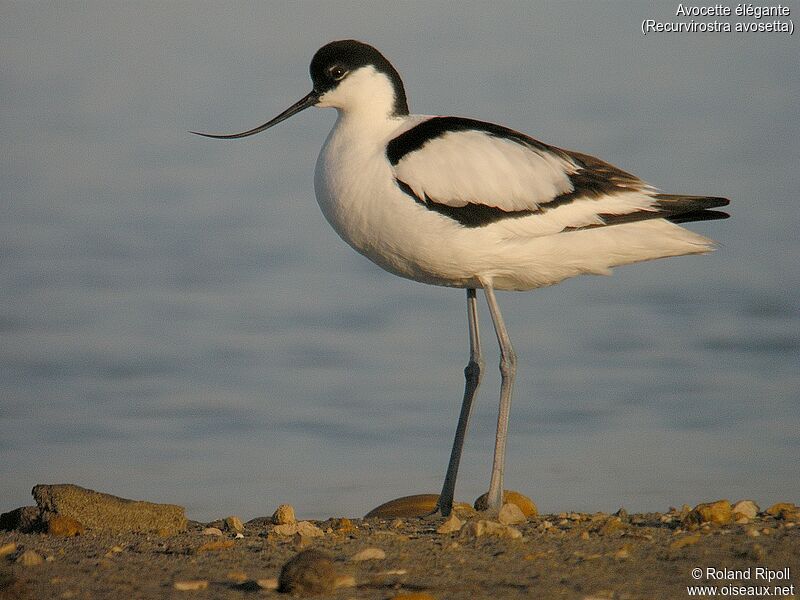 Avocette éléganteadulte nuptial