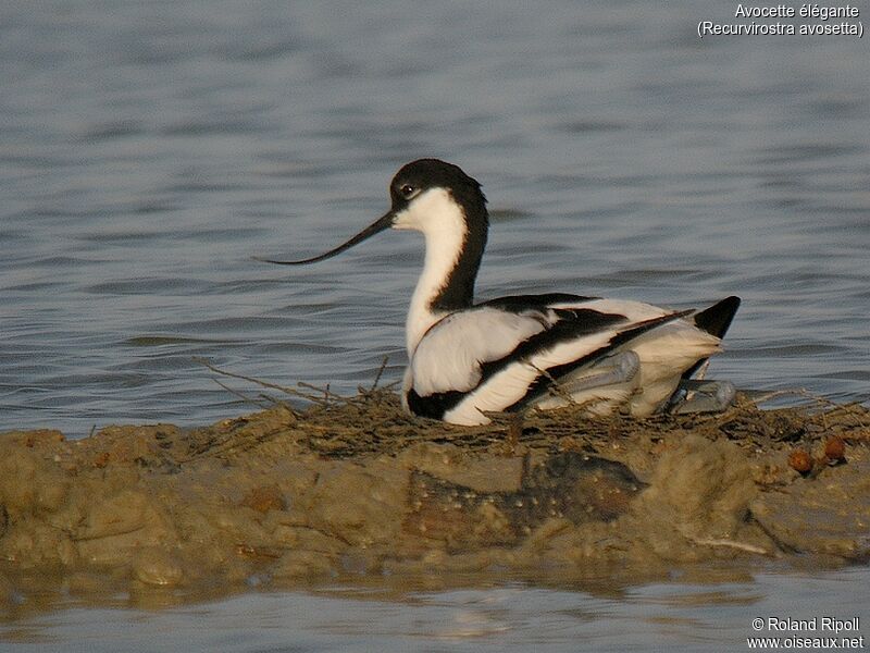 Pied Avocetadult breeding, Reproduction-nesting