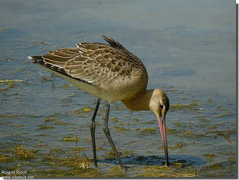 Black-tailed Godwitjuvenile, fishing/hunting