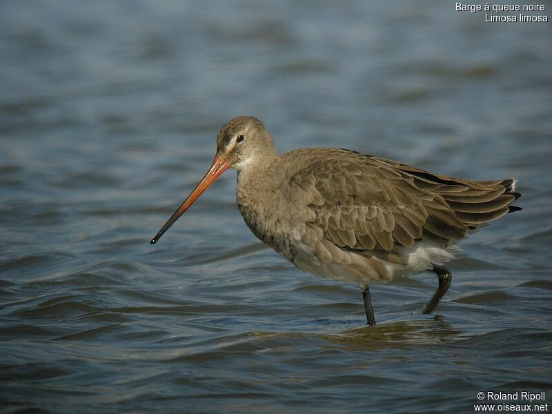 Black-tailed Godwit female