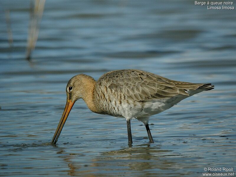 Black-tailed Godwitadult