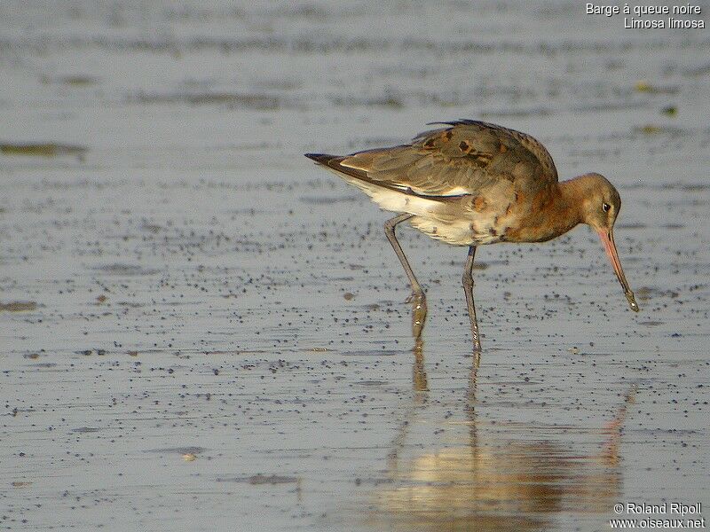 Black-tailed Godwit