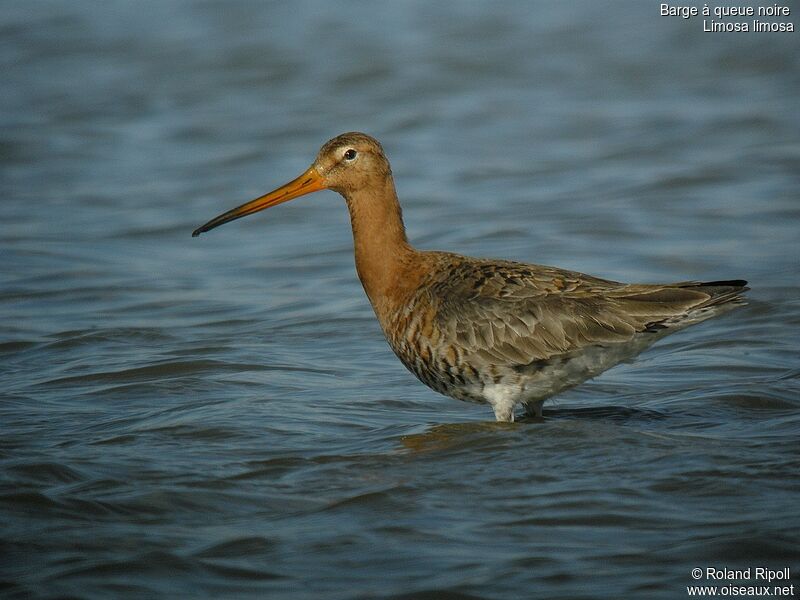 Black-tailed Godwitadult breeding