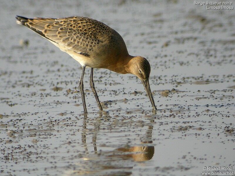 Black-tailed Godwit