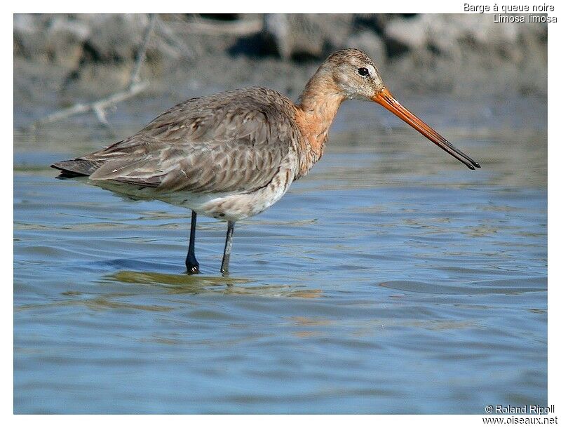 Black-tailed Godwitadult post breeding