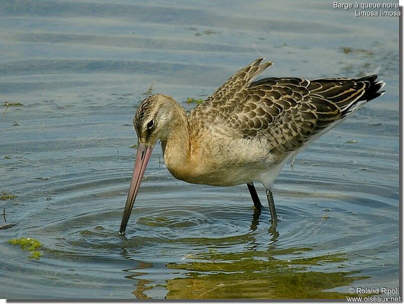 Black-tailed Godwit