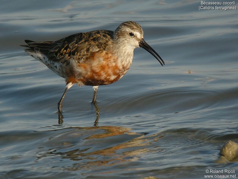 Curlew Sandpiperadult breeding