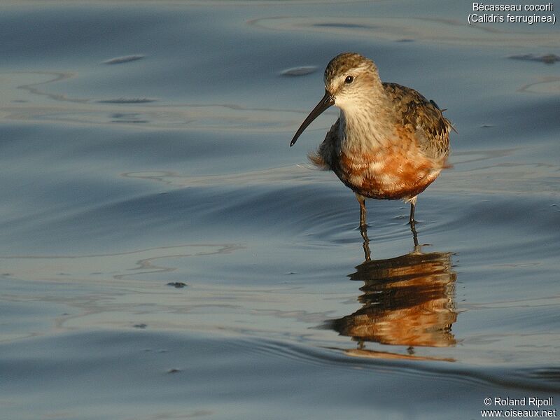 Curlew Sandpiperadult breeding