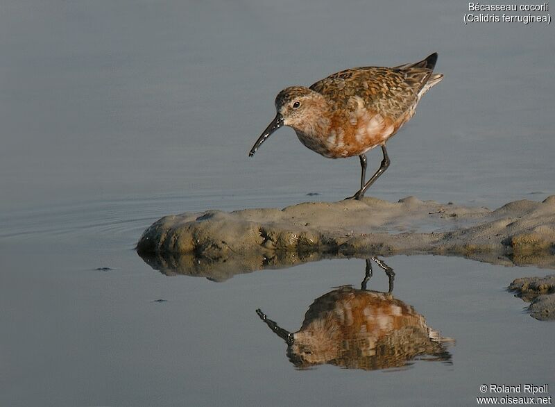 Curlew Sandpiperadult breeding