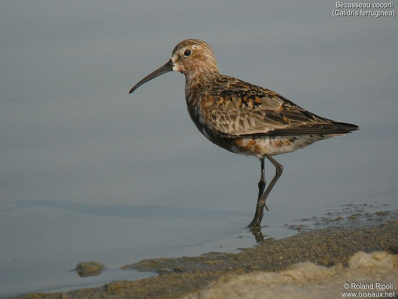 Curlew Sandpiperadult breeding