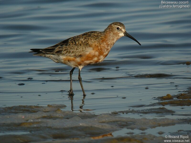 Curlew Sandpiperadult breeding