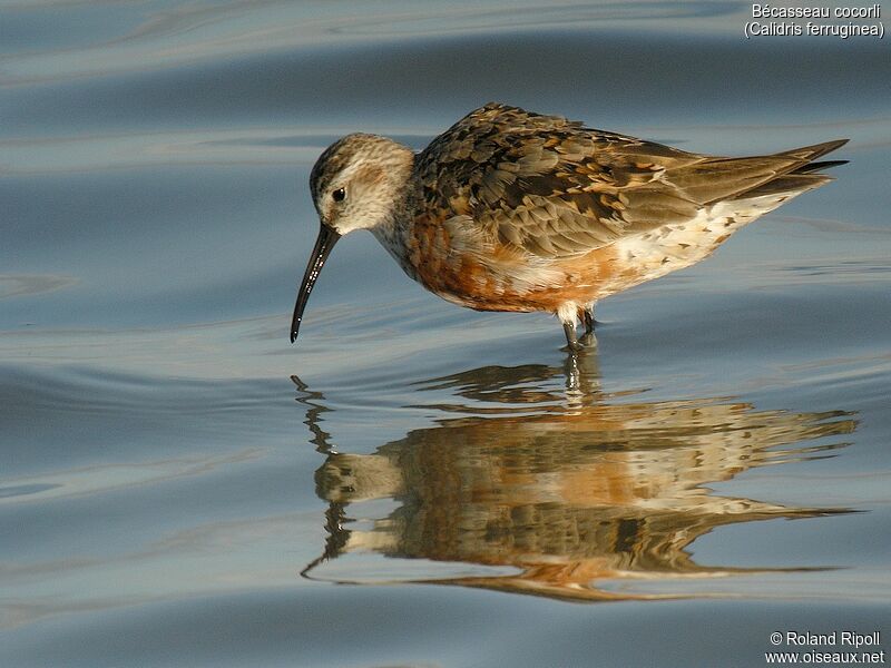 Curlew Sandpiperadult breeding